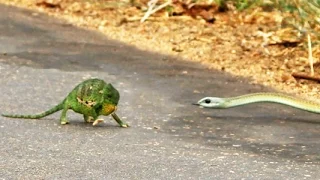 Boomslang Snake Kills a Chameleon Quickly & Swiftly