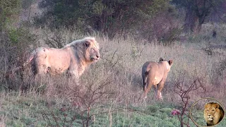 Why Is Casper The White Lion NOT Interested In Satara Lionesses?