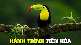 Sự Sống Trong Rừng Nhiệt Đới | Khám Phá Thế Giới Động Vật Hoang Dã