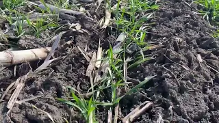 АгроСезон 2024 Огляд озимої пшениці по no-till