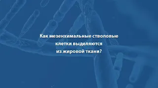 Как мезенхимальные стволовые клетки выделяются из жировой ткани?