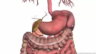 Introduction to the Digestive System Part 3 - Intestines and Beyond - 3D Anatomy Tutorial