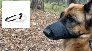 Агрессия у немецкой овчарки Альфы, что делать?😃🐶