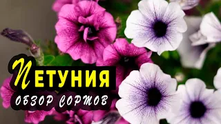 Обзор сортов петунии. Готовимся к новому сезону!