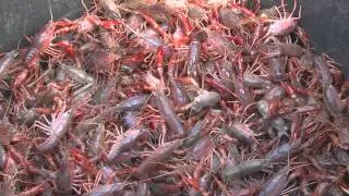 Grown on the Bayou | Southeast Texas Crawfish