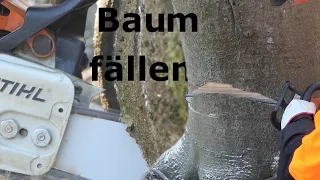 Brennholz machen Teil 4 Baum fällen