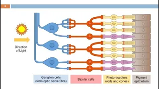 Visual Physiology | phototransduction |Visual cycle part 1/5