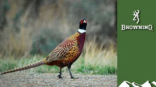 Lockdown walked-up pheasant shooting