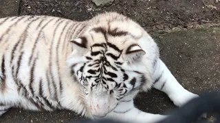 Любимая дорожка белого тигра Раджи и его соседи леопарды! A white tiger  and his neighbors leopards!