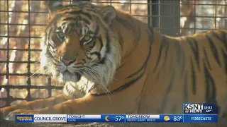 Topeka Zoo moves forward after tiger attack