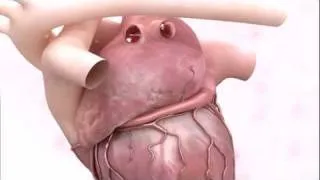 Human heart - 3D app (i3D S.A.)