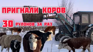 Пригнали коров на ферму с выпасов