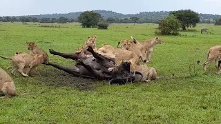 "An injured Buffalo Put Out of Misery By Lions"