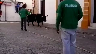 Toro embolao de Vejer de la frontera.