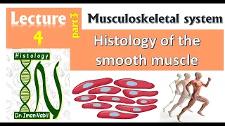 4c-Histology of smooth muscle-Muscular tissue part3-Musculoskeletal system