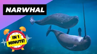 Narwhal 🦄 The Real Unicorns Of The Sea! | 1 Minute Animals