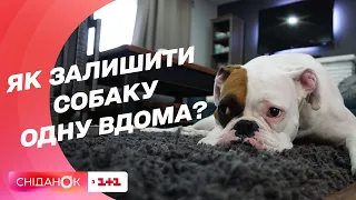 Як привчити собаку залишатися вдома одній | Корисні поради та лайфхаки