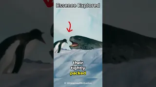 How Do Penguins Survive in Harsh Antarctic Conditions? #shorts