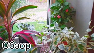 Indoor flowers/,🌿5 октября🌿обзор комнатных растений на восточном окне.🌷Собираю посылку😊