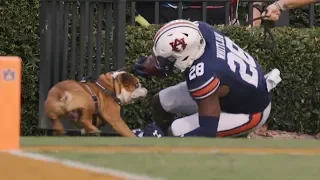 College Football Funniest Moments/Bloopers - September 2019