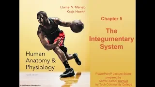 Anatomy and Physiology Ch.5 Notes Integumentary System