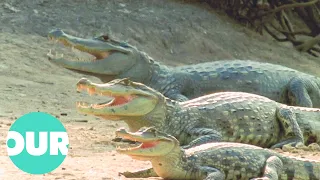 Crocodiles: The Living Dinosaurs | The Reptiles | Our World