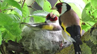 Щегол (Carduelis carduelis) в гнезде - 3