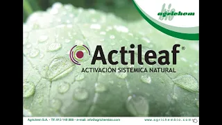 Control de oídio, mildiu y botritis con Actileaf (Cerevisane) en uva de mesa