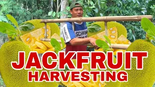 JACKFRUIT HARVESTING (NAKAGAT NG PUTAKTE!) | Biyaherong Batangueno