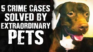5 Crimes Solved By Extraordinary Pets