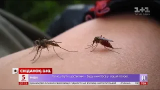 ТОП-5 рослин, які відлякують комарів