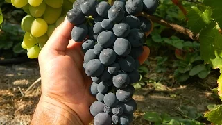 Виноград Райский (Grapes Rayskiy) 2015