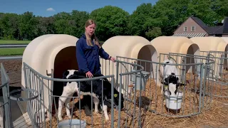 Eerste hulp bij hitte voor kalveren