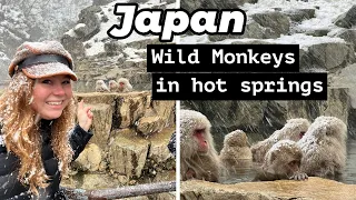 Want to see Snow Monkeys in Japan? What it's REALLY like to see them in the hot springs!