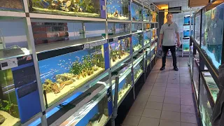 Kubgälvs akvarium Fredagsklippet V.15 (vi kollar på fisk)