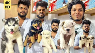 💥Tamil Dog Kennel🐕Imported Quality PuppiesHusky ,Labrador, Rottweiler Puppies |Chennai Rare Pets🐶