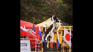 Disc Dog - How to start competing with your dog (2/3)