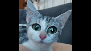 Cat Videos That Will Brighten Up Your Weekend 2021!😹| International Cat