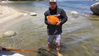 Caught giant goldfish at Silverwood Lake CA