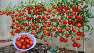 How to grow tomatoes fast and big fruit at home