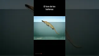 Evolución de las ballenas (cetáceos) #animales #prehistoria #ballena