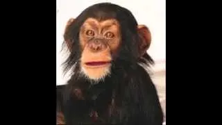 Happy Birthday Monkey Song      YouTube