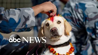 Dog worship day, Tiger Woods and California fires: World in Photos, Oct. 28