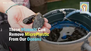 These Mussels Can Remove Microplastic From Our Oceans