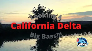 California DELTA Bass Fishing - Looking 4 Big Bass!!!