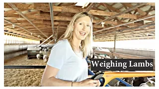 Weighing Weaned Lambs (SPECIAL GUEST!):  Vlog 83