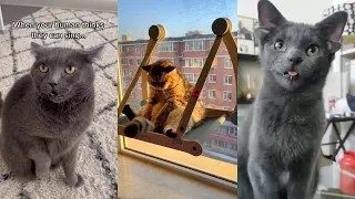 Funny Cats 😹 - Don't Try To Stop Laughing 🤣 - Funniest Cats Ever #2022