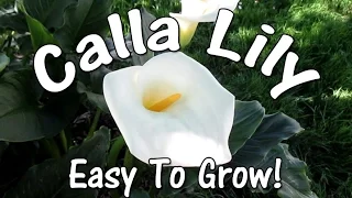 The Amazingly Beautiful, Easy To Grow Calla Lily