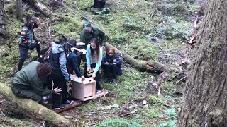 Fisher release in the North Cascades