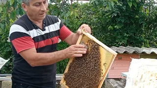 Adi yolla ana arılar əldə etmək.🐝